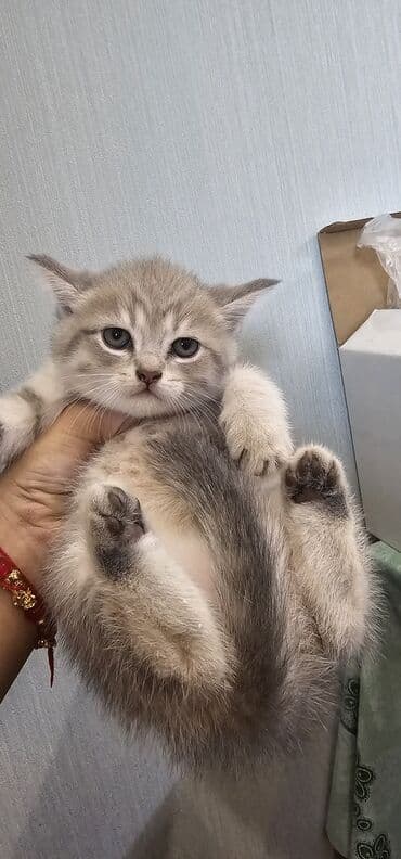 Şotland yastı qulaq, Dişi, Yaxşı əllərə, Ünvandan götürmə, Ödənişli çatdırılma lalafo.az -da Şotland yastı qulaq, Dişi, Yaxşı əllərə, Ünvandan götürmə, Ödənişli çatdırılma