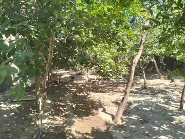 3 kv. m, 6 otaqlı, Qaz, İnternet, Artezian quyusu lalafo.az -da — 6 3 kv. m, 6 otaqlı, Qaz, İnternet, Artezian quyusu — 6