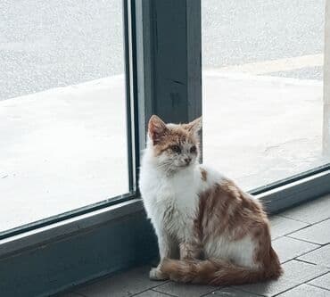 Yaxşı əllərə lalafo.az -da Yaxşı əllərə