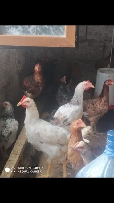 Toyuq, Ətlik lalafo.az -da Toyuq, Ətlik