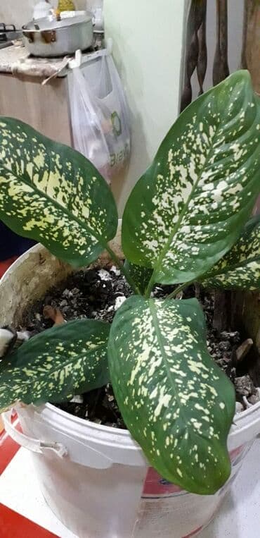 DİFENBAHYA BÖYÜYÜB İRİ BİR DİBÇƏK BİTKİSİ OLUR ŞƏKİLLƏRİ VAR BAXIN lalafo.az -da DİFENBAHYA BÖYÜYÜB İRİ BİR DİBÇƏK BİTKİSİ OLUR ŞƏKİLLƏRİ VAR BAXIN