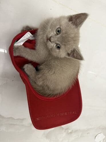 Britan, Pulsuz çatdırılma, Ödənişli çatdırılma lalafo.az -da Britan, Pulsuz çatdırılma, Ödənişli çatdırılma