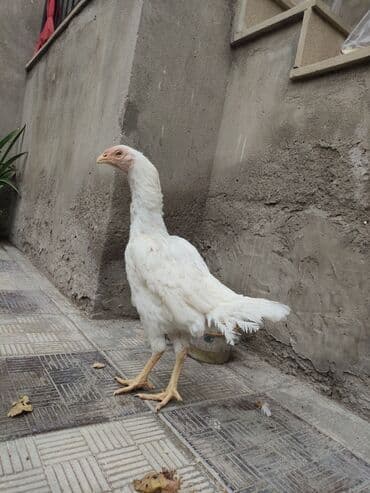 Ağ rəngli heyrəti toyuğu Azərbaycanda nəsli az olan 1 ilin lalafo.az -da Ağ rəngli heyrəti toyuğu Azərbaycanda nəsli az olan 1 ilin