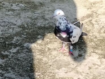 Salam çil erkey 17tuk tutulma 10manat qiymetde razilasmaq olar unvan lalafo.az -da Salam çil erkey 17tuk tutulma 10manat qiymetde razilasmaq olar unvan