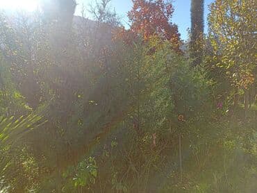 Удобрения: Məhsul: Bağ və landşaft üçün dekorativ palma və iynəyarpaq at lalafo.az — 12 Удобрения: Məhsul: Bağ və landşaft üçün dekorativ palma və iynəyarpaq — 12