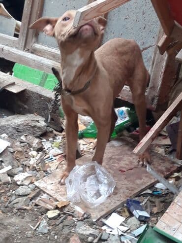 Pitbul, 5 ay, Dişi, Peyvəndli lalafo.az -da Pitbul, 5 ay, Dişi, Peyvəndli