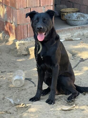 10 ay, Erkek, Peyvəndli, Ünvandan götürmə lalafo.az -da 10 ay, Erkek, Peyvəndli, Ünvandan götürmə