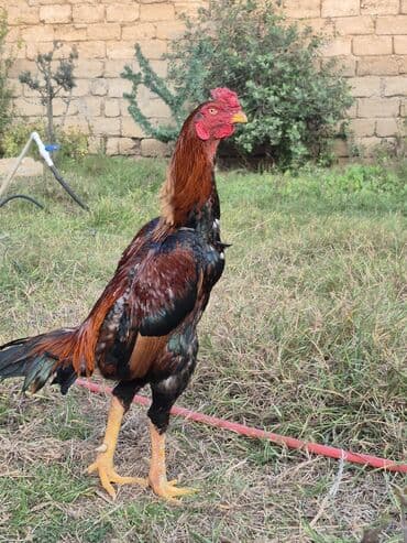 Xoruz, Heyratı, il: 1, Ünvandan götürmə lalafo.az -da Xoruz, Heyratı, il: 1, Ünvandan götürmə