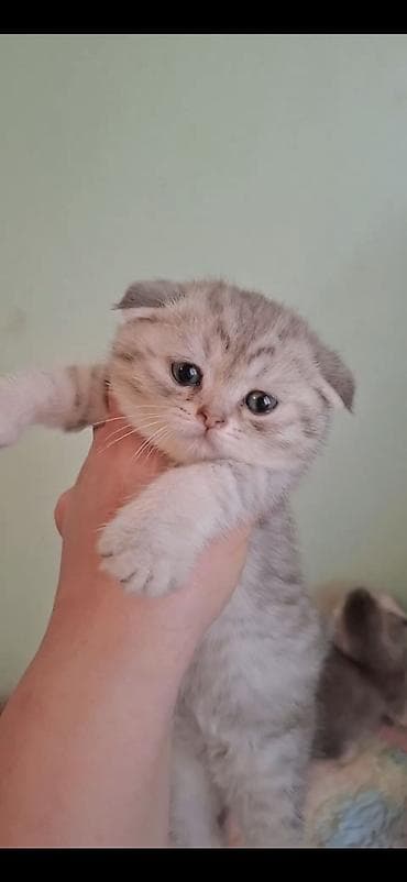 Şinşilla lalafo.az -da Şinşilla