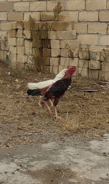 Xoruz, Ağdam, il: 1, Ünvandan götürmə lalafo.az -da Xoruz, Ağdam, il: 1, Ünvandan götürmə