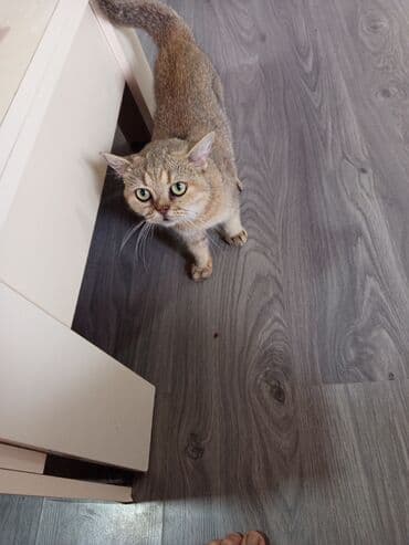 Qızıl şinşilla, Dişi, Ünvandan götürmə, Ödənişli çatdırılma lalafo.az -da Qızıl şinşilla, Dişi, Ünvandan götürmə, Ödənişli çatdırılma