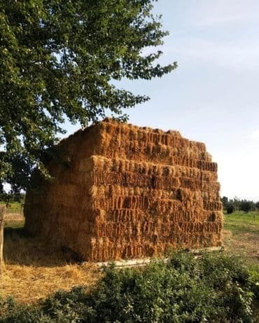 Super Ot qarisiq Arpa saman satilir lalafo.az -da Super Ot qarisiq Arpa saman satilir