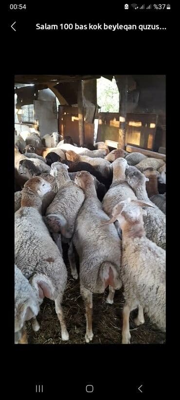 Quzu, Erkək, ay: 5, 40 kq, Ətlik, Ünvandan götürmə lalafo.az -da Quzu, Erkək, ay: 5, 40 kq, Ətlik, Ünvandan götürmə