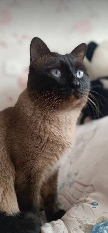 Siam erkək cütləşdirmək üçün dişi siam lazımdır lalafo.az -da Siam erkək cütləşdirmək üçün dişi siam lazımdır