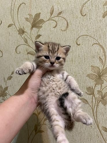 Şotland yastı qulaq lalafo.az -da Şotland yastı qulaq
