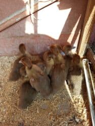 Krasnodar sortu lal ördək balası 10 günlük 10ədəd biri 7 AZN ünvan lalafo.az -da Krasnodar sortu lal ördək balası 10 günlük 10ədəd biri 7 AZN ünvan