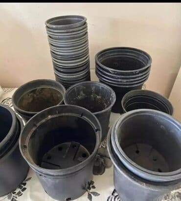 Plastik,kauçuk gül və dibçək qabları satılır. Cəmisi 60 lalafo.az -da Plastik,kauçuk gül və dibçək qabları satılır. Cəmisi 60