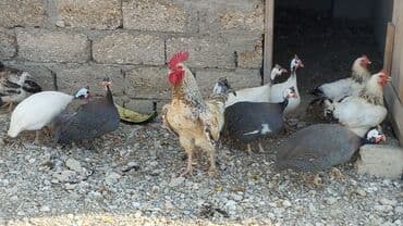 Satılır həyət şəraitində saxlanılan serebristıy toyuqları (1 illik), 1 lalafo.az -da Satılır həyət şəraitində saxlanılan serebristıy toyuqları (1 illik), 1