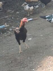 Tam sağlam heyvandir 2.900 cekisidi qoymet barede danisa lalafo.az -da Tam sağlam heyvandir 2.900 cekisidi qoymet barede danisa