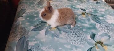 🟠 Ev dovşanı balalarına super endirim kampaniyası. müvəqqəti olaraq 50 lalafo.az -da 🟠 Ev dovşanı balalarına super endirim kampaniyası. müvəqqəti olaraq 50