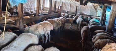 Super bordaq quzuları diri cekileri 35 den 50 kimi. Diri çeksi 9 azn lalafo.az -da Super bordaq quzuları diri cekileri 35 den 50 kimi. Diri çeksi 9 azn