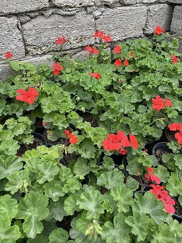 Qırmızı sardunya, papatya və narıncı-akçaçiçək (tagetes) fidanları - lalafo.az -da Qırmızı sardunya, papatya və narıncı-akçaçiçək (tagetes) fidanları -