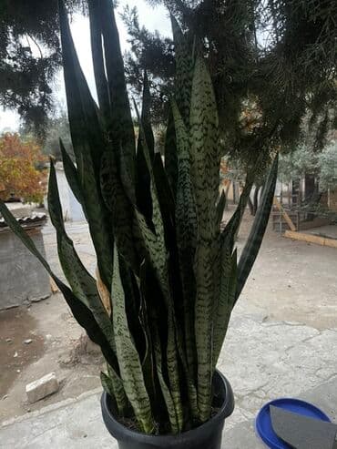 Sansevieria (İlan bitkisi) – dekorativ qapalı bitki - Növ lalafo.az -da Sansevieria (İlan bitkisi) – dekorativ qapalı bitki - Növ
