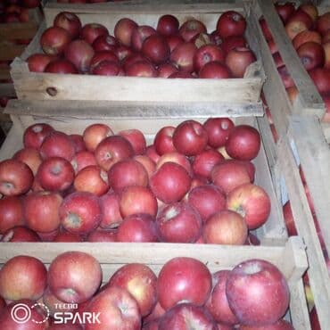 20ton alma var sort Циканка maraqlanan lalafo.az -da 20ton alma var sort Циканка maraqlanan