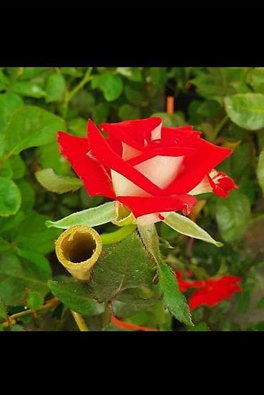 İkirəngli qızılgül kolları (bicolor rose) - Növ: dekorativ bağ lalafo.az -da İkirəngli qızılgül kolları (bicolor rose) - Növ: dekorativ bağ