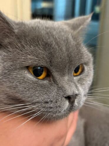 Britan lalafo.az -da Britan