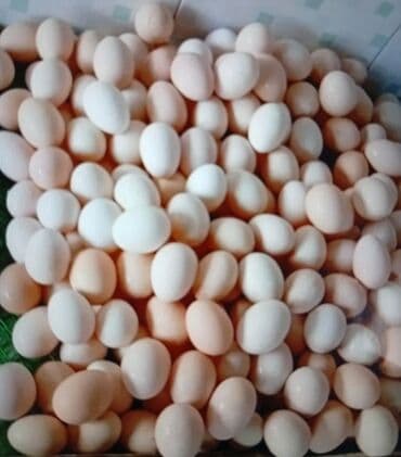 Mayalı Ağ sereblist yumurtası Ödənişli çatdırılma var Lənkəran Digah lalafo.az -da Mayalı Ağ sereblist yumurtası Ödənişli çatdırılma var Lənkəran Digah