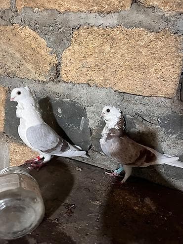 Cüt dekorativ göyərçinlər – Hunkari.mayasinin ayaqinda azaciq şiş var lalafo.az -da Cüt dekorativ göyərçinlər – Hunkari.mayasinin ayaqinda azaciq şiş var