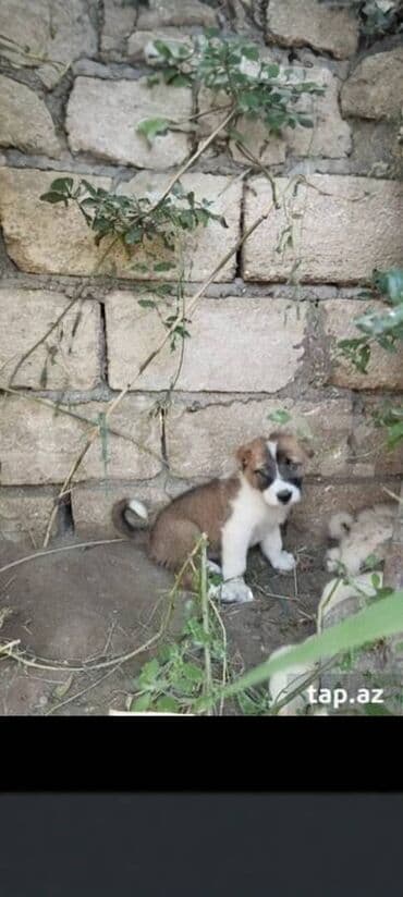 Qurdbasar, 1 ay, Erkek, Ödənişli çatdırılma lalafo.az -da Qurdbasar, 1 ay, Erkek, Ödənişli çatdırılma