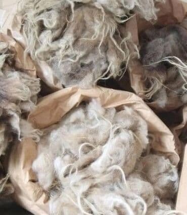 Qoyun yunu satılır.Çəkisi 700 kq.Çirklidir.Real alıcılar əlaqə lalafo.az -da Qoyun yunu satılır.Çəkisi 700 kq.Çirklidir.Real alıcılar əlaqə