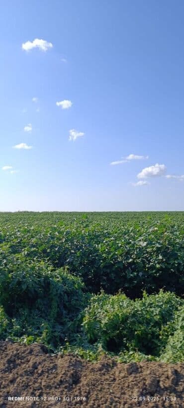 50000 sot, Kənd təsərrüfatı, Kupça (Çıxarış) lalafo.az -da 50000 sot, Kənd təsərrüfatı, Kupça (Çıxarış)