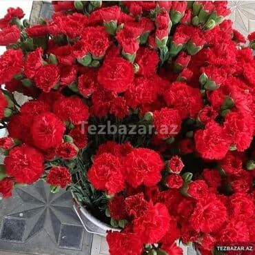 Букетные цветы: Qərənfil gülünün topdan və pərakəndə satışı mövcuddur öz isti at lalafo.az — 2 Букетные цветы: Qərənfil gülünün topdan və pərakəndə satışı mövcuddur öz isti — 2