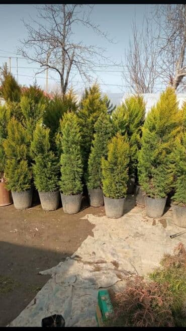 Bitki dərmanları: Piramida,Arizona konos pixtda,limoni yolkaleylandra,v.s yolkalar lalafo.az -da — 2 Bitki dərmanları: Piramida,Arizona konos pixtda,limoni yolkaleylandra,v.s yolkalar — 2