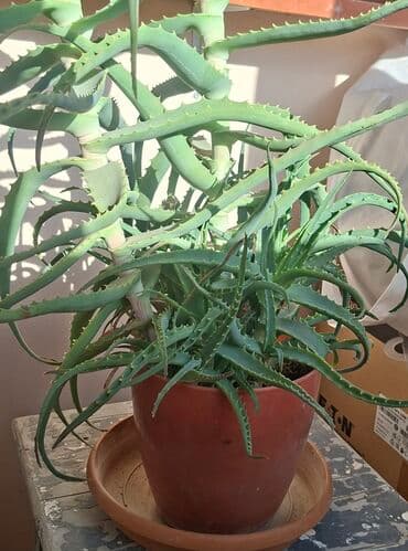 Букетные цветы: Aloe (sukkulent) otaq bitkisi - Növ: Aloe (tikanlı, ətli yarpaqlı at lalafo.az — 1 Букетные цветы: Aloe (sukkulent) otaq bitkisi - Növ: Aloe (tikanlı, ətli yarpaqlı — 1