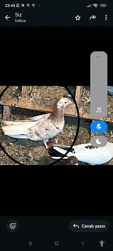 Salam aleykum maya ag bas ebreş satlir 18 tuk hec vur problemi falan lalafo.az -da Salam aleykum maya ag bas ebreş satlir 18 tuk hec vur problemi falan