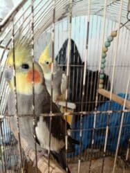 Danışan quşdu karelalar.balasıdı lalafo.az -da Danışan quşdu karelalar.balasıdı