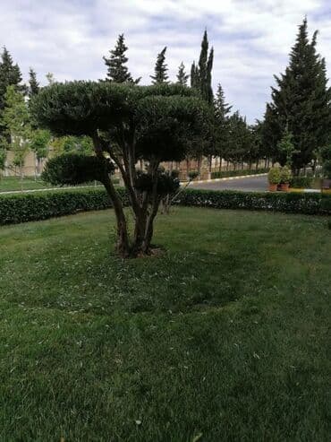 Bağban, 44 yaş, 5 ildən artıq təcrübə lalafo.az -da Bağban, 44 yaş, 5 ildən artıq təcrübə