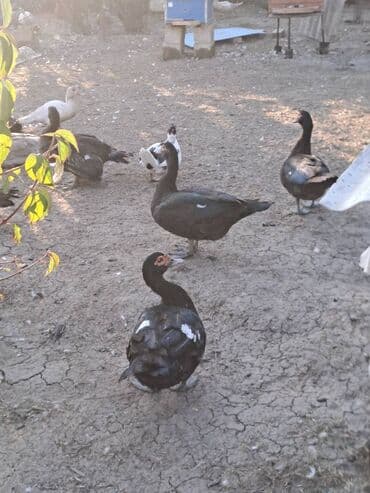 Salam lal ördəklər satılır .Fərələr 25 xoruzlar 35 azn .Fərələr lalafo.az -da Salam lal ördəklər satılır .Fərələr 25 xoruzlar 35 azn .Fərələr