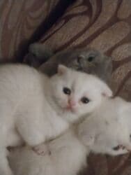 Şinşilla, Erkək, Dişi lalafo.az -da Şinşilla, Erkək, Dişi