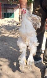 Toyuq, Brama, Damazlıq, Ödənişli çatdırılma lalafo.az -da Toyuq, Brama, Damazlıq, Ödənişli çatdırılma