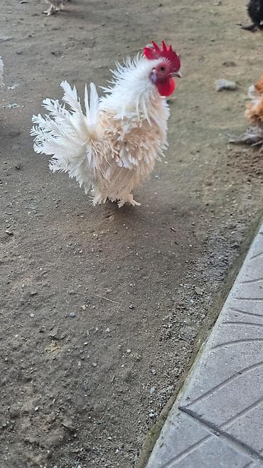 Toyuq, Damazlıq lalafo.az -da Toyuq, Damazlıq