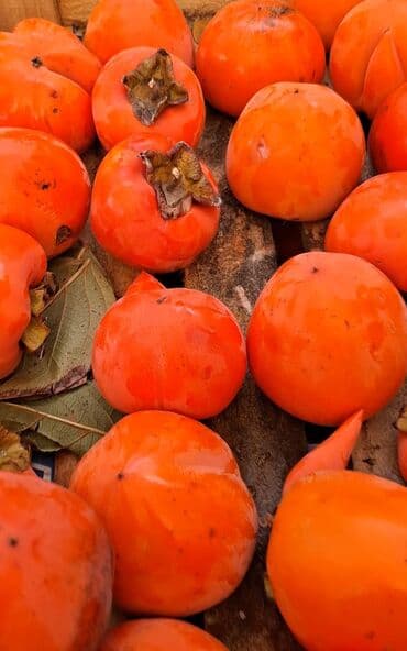 Соления: Məhsul: Öz bağımızdan Xurma . Ağdaş Xurması. Qiyməti - 0.70. Çox at lalafo.az — 3 Соления: Məhsul: Öz bağımızdan Xurma . Ağdaş Xurması. Qiyməti - 0.70. Çox — 3