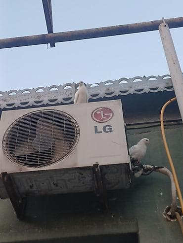 Göyərçinlər ikisi 25m barter var nəynınsən yazın Zəng vurmuyun real lalafo.az -da Göyərçinlər ikisi 25m barter var nəynınsən yazın Zəng vurmuyun real