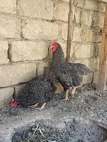 Toyuq, Yumurtalıq lalafo.az -da Toyuq, Yumurtalıq