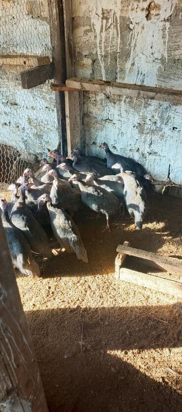 Toyuq, Yumurtalıq, Ünvandan götürmə, Ödənişli çatdırılma lalafo.az -da Toyuq, Yumurtalıq, Ünvandan götürmə, Ödənişli çatdırılma