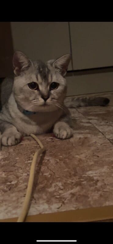 Şinşilla, Erkək, Yaxşı əllərə, Pulsuz çatdırılma lalafo.az -da Şinşilla, Erkək, Yaxşı əllərə, Pulsuz çatdırılma